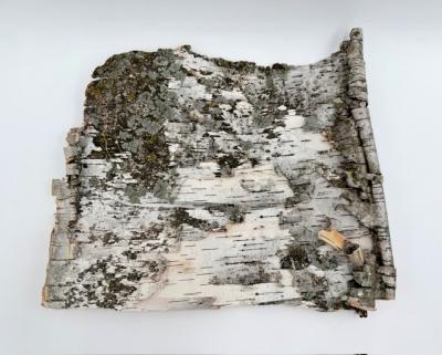 Birch Bark: Bark