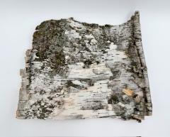 Birch Bark: Bark