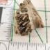 Merycoidodon Fossil