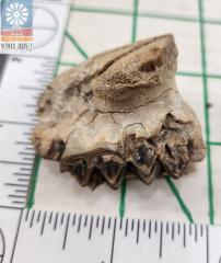 Merycoidodon Fossil