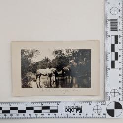 In the Mississippi River postcard