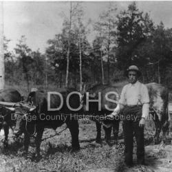 Black and white photograph of a man with 3 oxen or cows