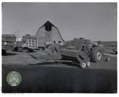 Haying bee at Billy Olson farm