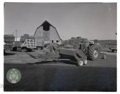 Haying bee at Billy Olson farm