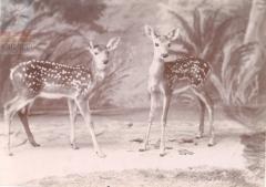 Oliver fawns