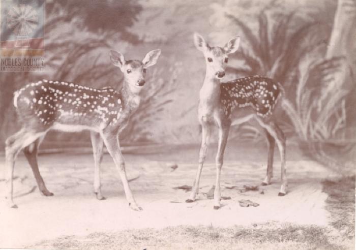 Oliver fawns