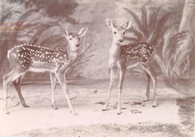 Oliver fawns