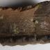 Sherd