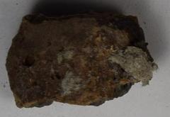 Sherd