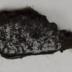 Sherd
