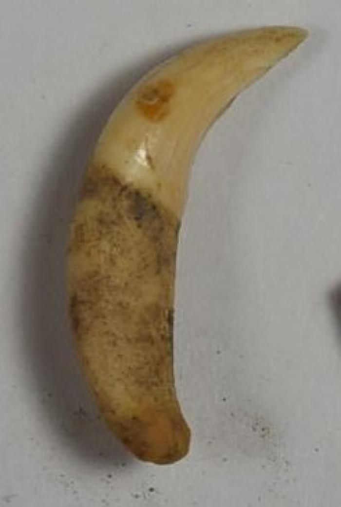 Fragment