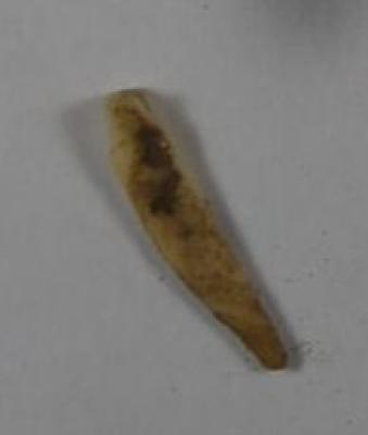 Fragment
