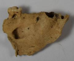 Fragment