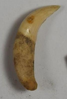 Fragment