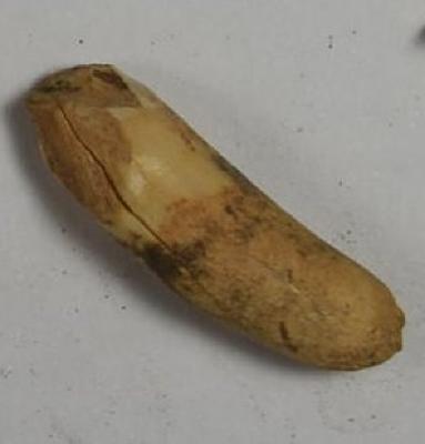 Fragment