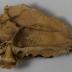 Fragment