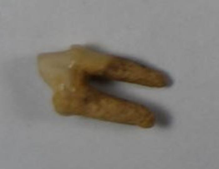 Fragment