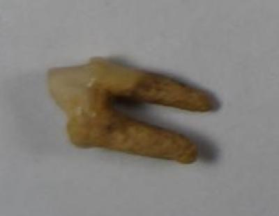 Fragment