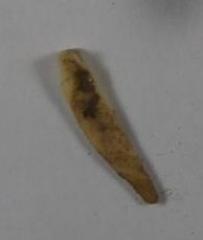 Fragment
