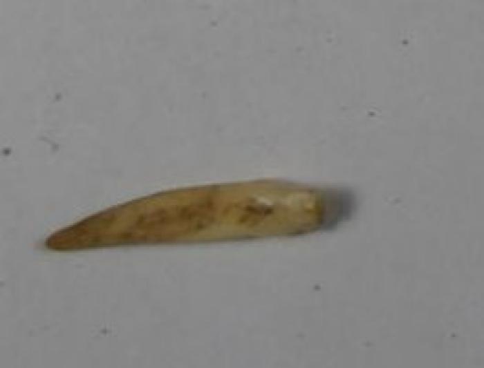 Fragment