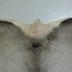 Elk Hide