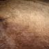 Buffalo Hide / Buffalo Robe
