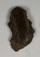 Sherd